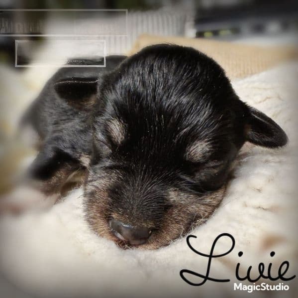 Livie - Miniature Schnauzer Female