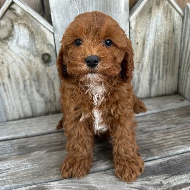 Pickles - Cavapoo Male