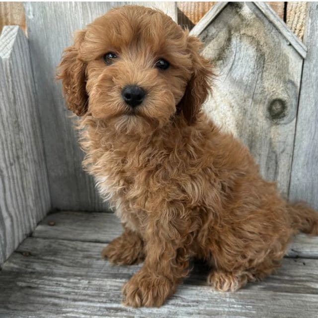 Taco - Cavapoo Male