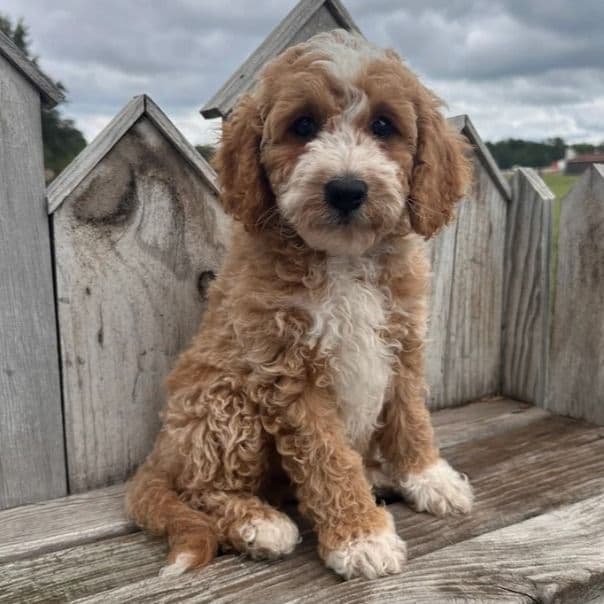 Montana - Cavapoo Male