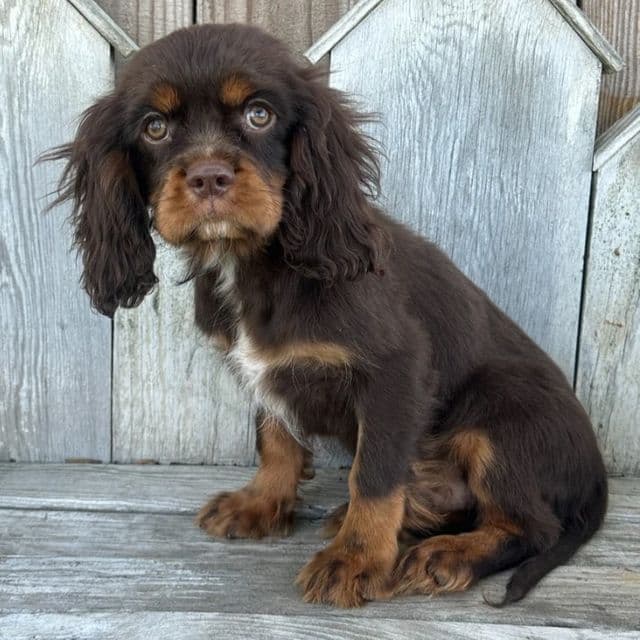 Grant - Cavalier King Charles Spaniel Male