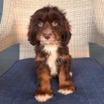 Woody - Cavapoo Male