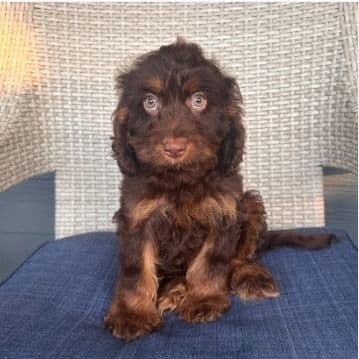 Buzz - Cavapoo Male