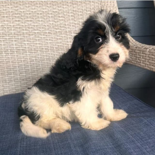 Jessie - Cavapoo Female