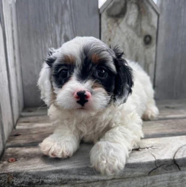 Liam - Cavapoo Male