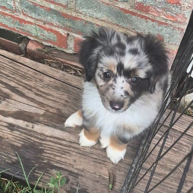 Connecticut - Australian Shepherd Male