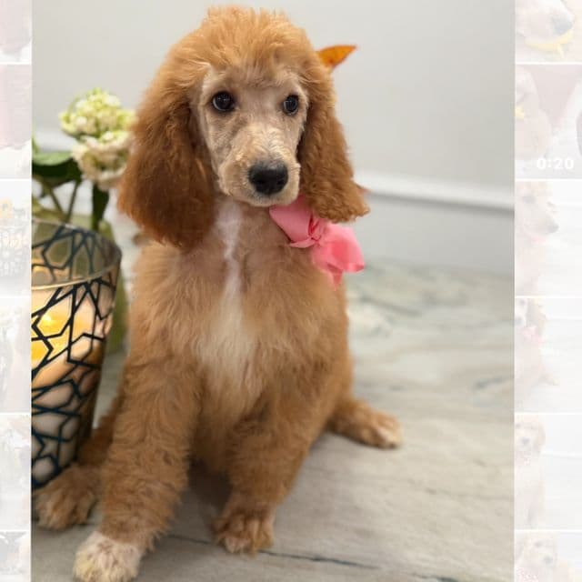 GINGER - Standard Poodle Male