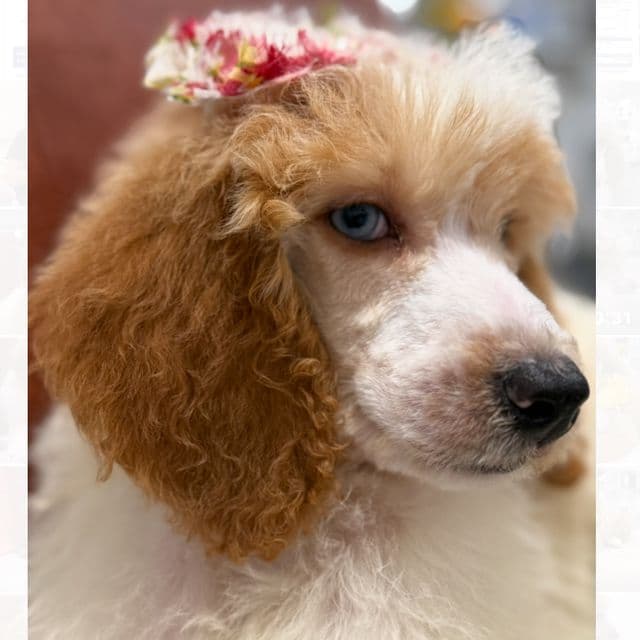 Dolly - Standard Poodle Female