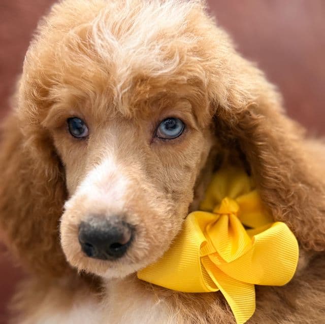 Pixel  - Standard Poodle Male