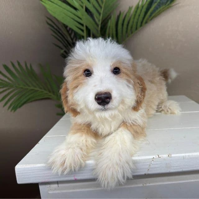 Nanda - Bernedoodle Female
