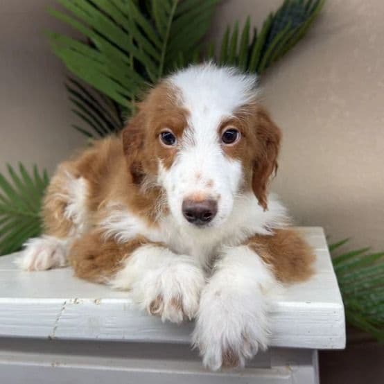 Bella - Bernedoodle Female