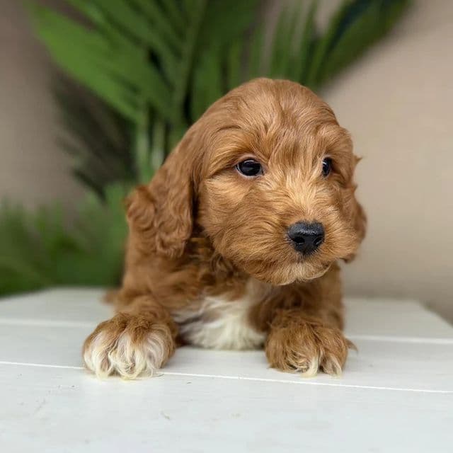 Edgar - Goldendoodle Male