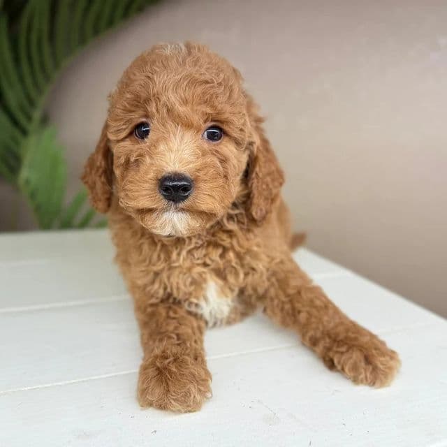 David - Goldendoodle Male