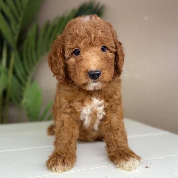 Benjamin - Goldendoodle Male