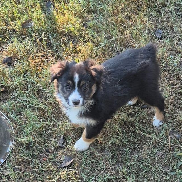 New hampshire - Australian Shepherd Female