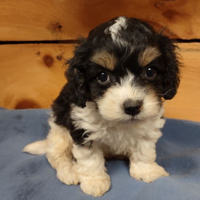 Sailor - Cockapoo Male