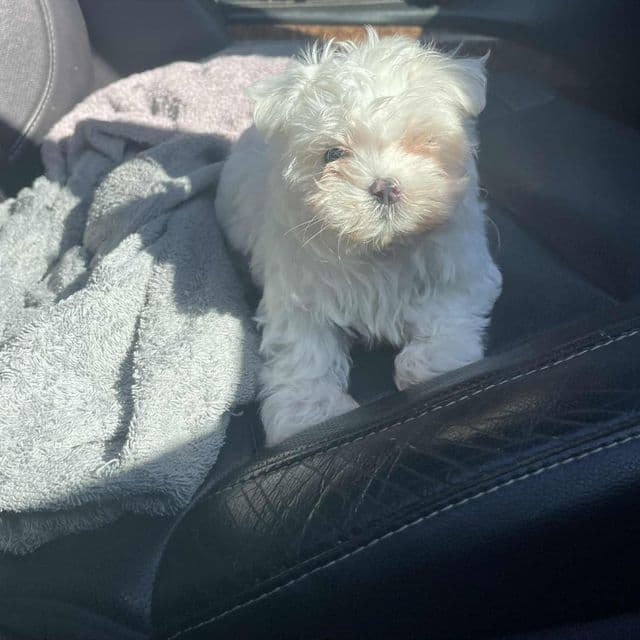 Timmy - Maltese Male