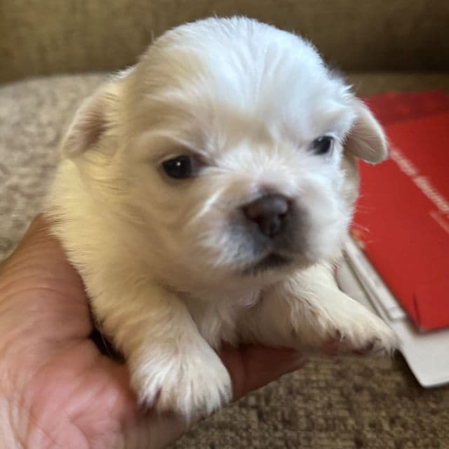 Susie - Pekingese Female