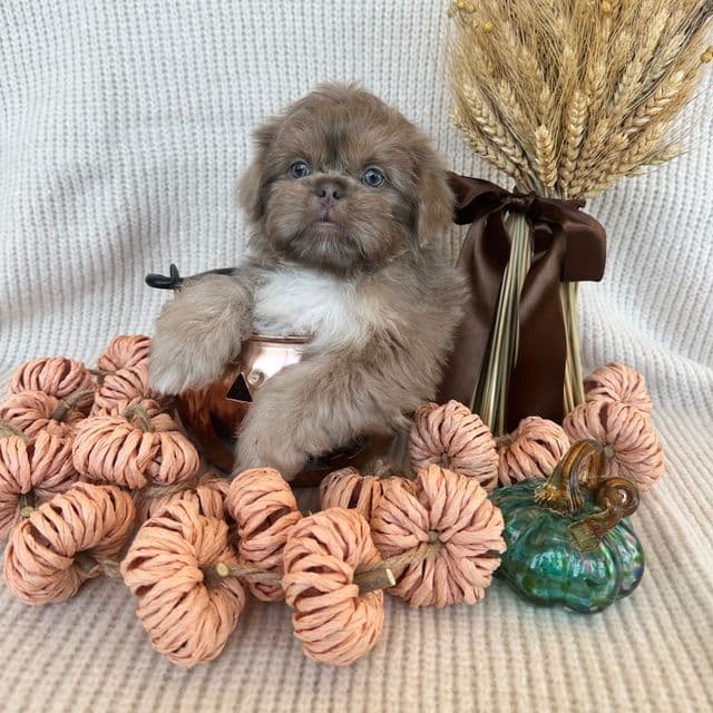 Male Shih Tzu white paws  - Shih Tzu Male