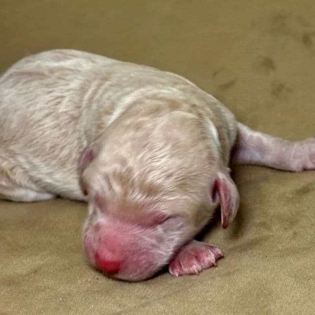 Clover - Goldendoodle Male