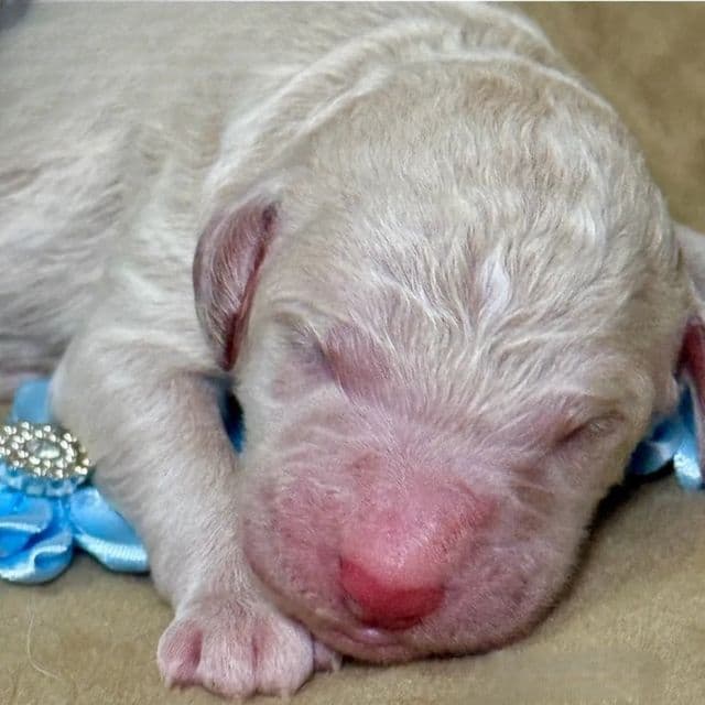 Casper - Goldendoodle Male