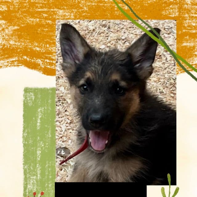Redmond - German Shepherd Dog Male