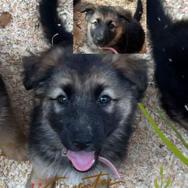 Princess Leia  - German Shepherd Dog Female