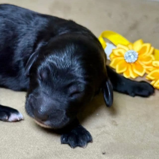 Caramel - Goldendoodle Female