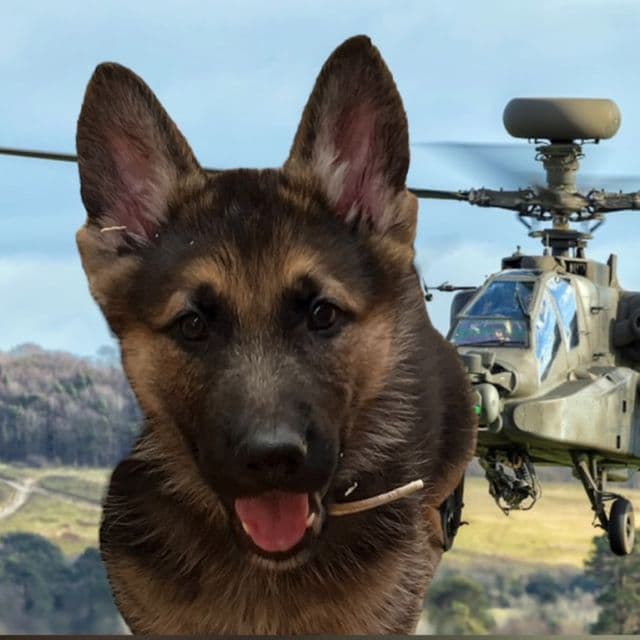 Rambo - German Shepherd Dog Male