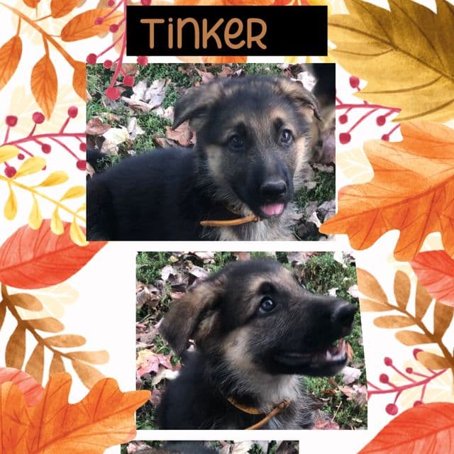 Tinker - German Shepherd Dog Female