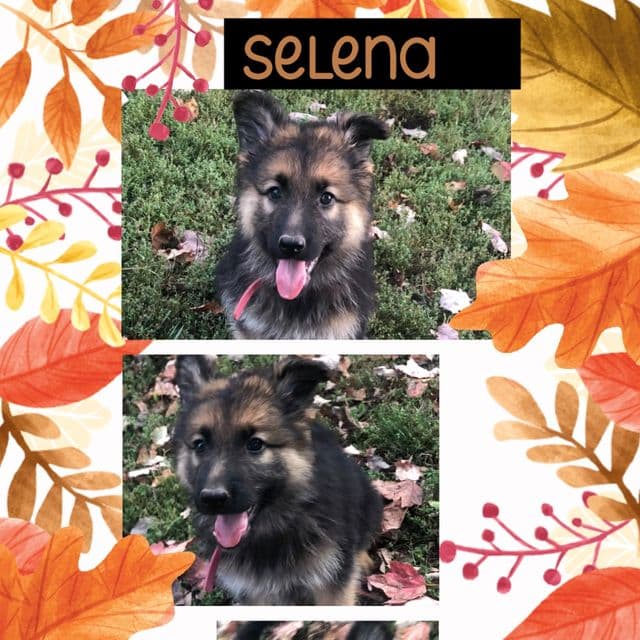 Selena - German Shepherd Dog Female