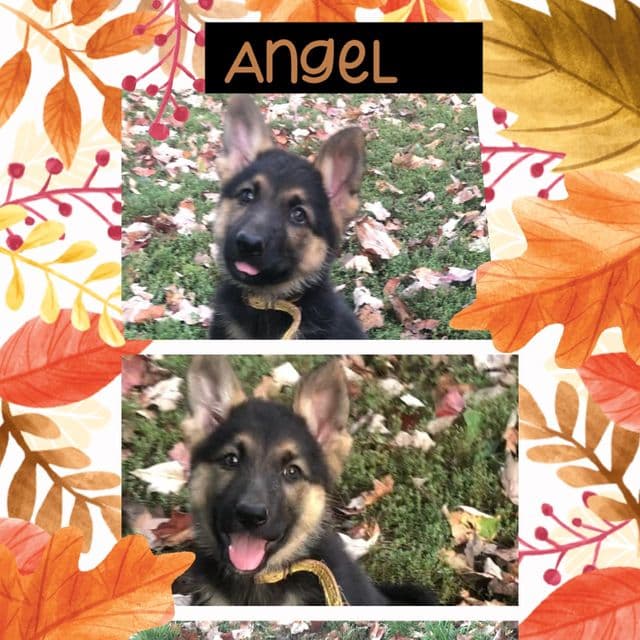 Angel - German Shepherd Dog Female