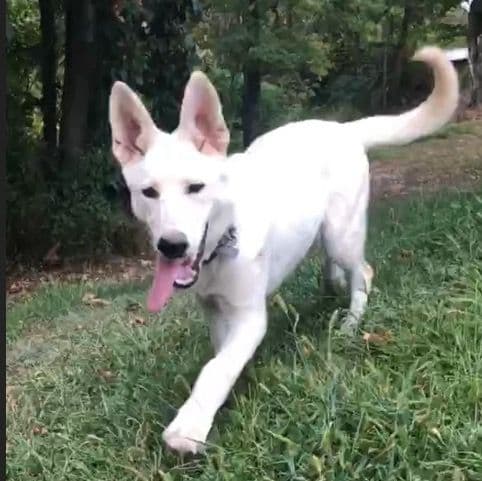 Buster - German Shepherd Dog Male