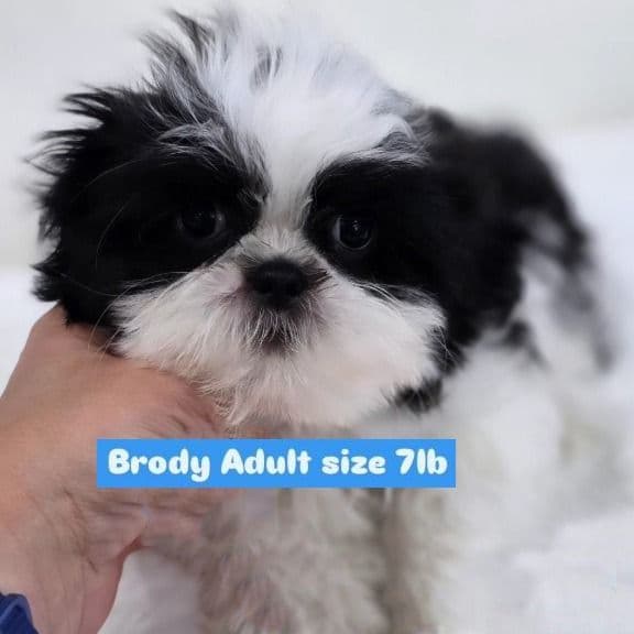 Brody  - Shih Tzu Male