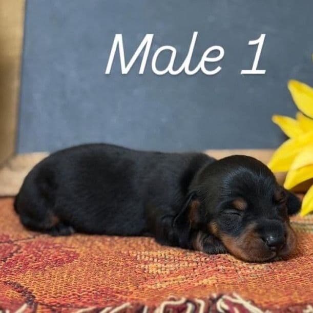 AKC Male #1  - Dachshund Male
