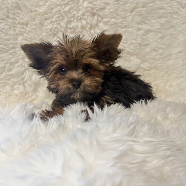 Stanley  - Yorkshire Terrier Male