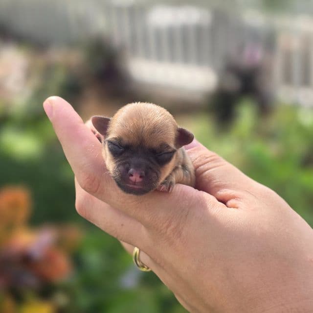 Peanut  - Chihuahua Female