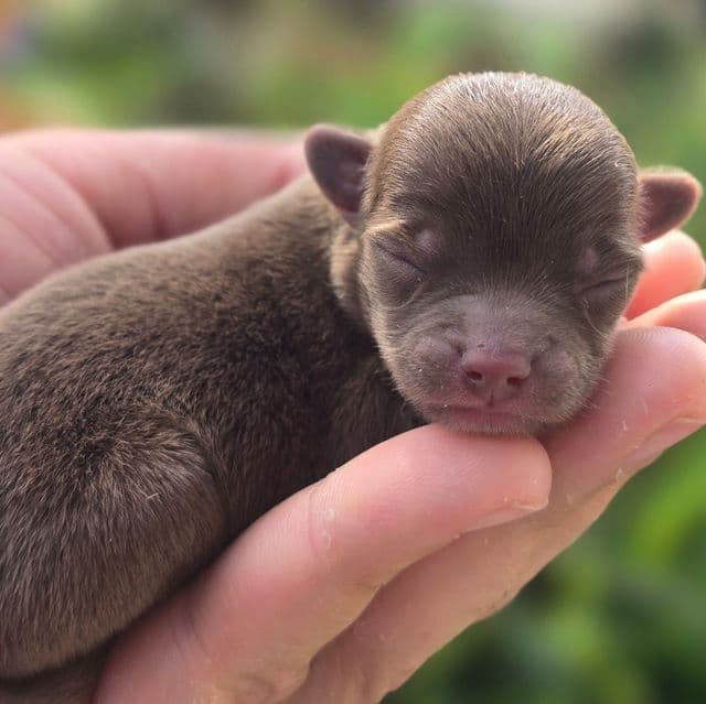Benny  - Chihuahua Male