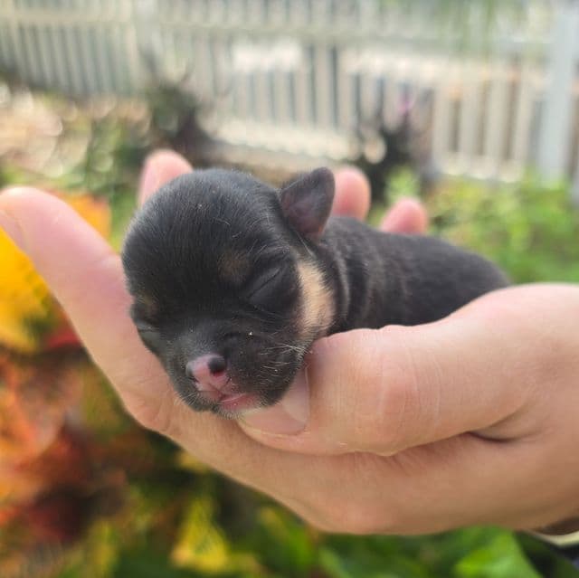 Rocky - Chihuahua Male