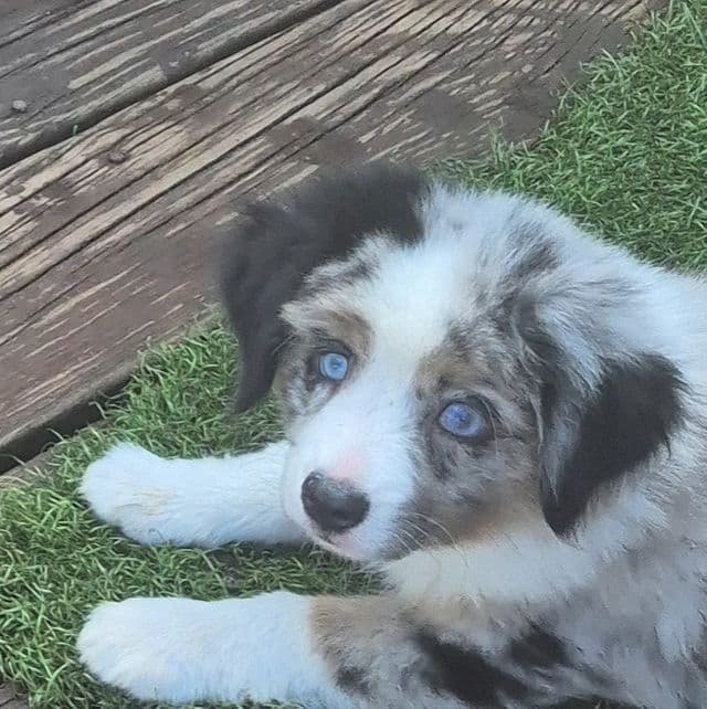 Texas - Australian Shepherd Male
