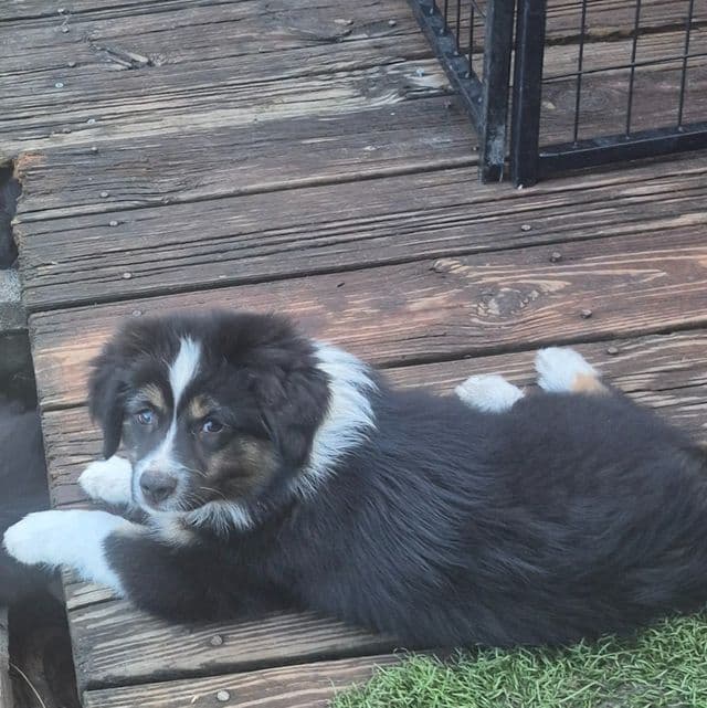 Mississippi - Australian Shepherd Male