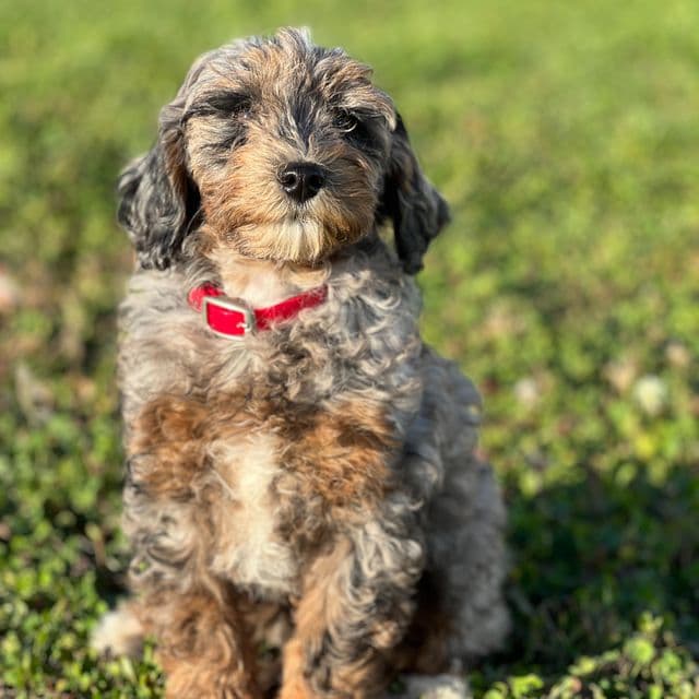 Felicity - Toy Poodle Male
