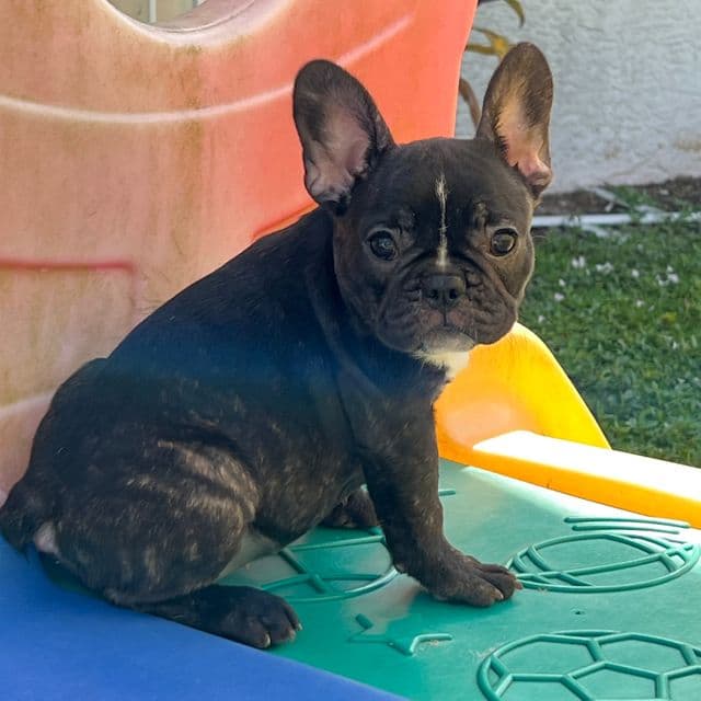 Pepper - French Bulldog Female