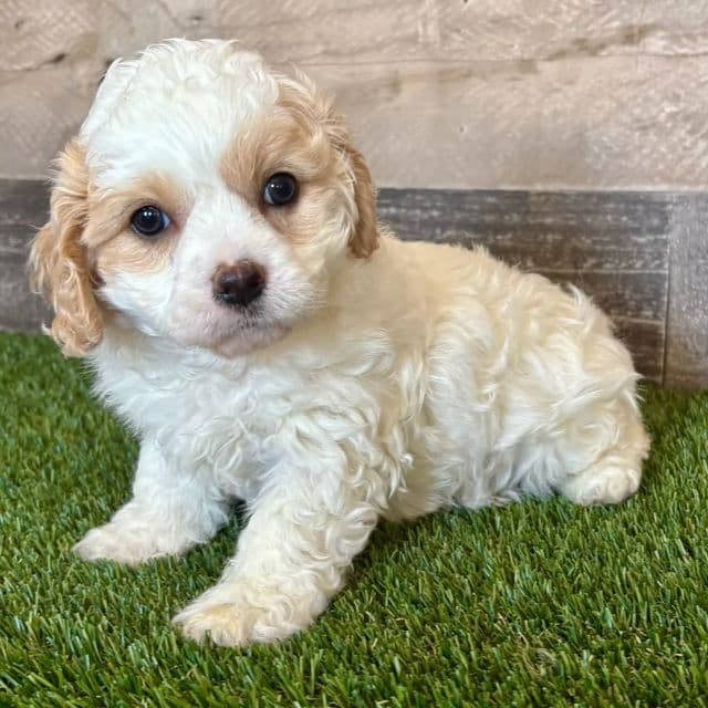 Chloe - Cavapoo Female