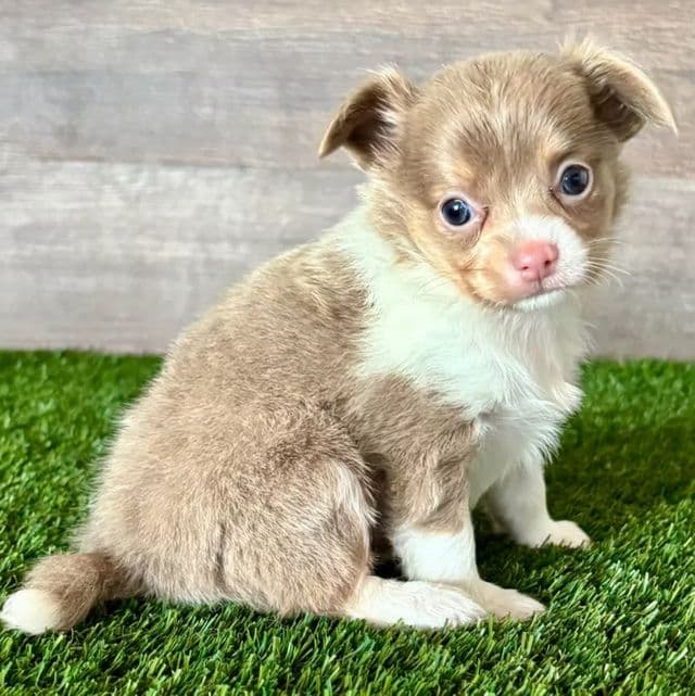 Lucy - Chihuahua Female