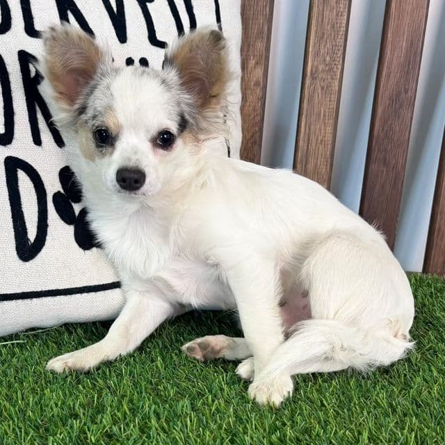 Luka - Chihuahua Male