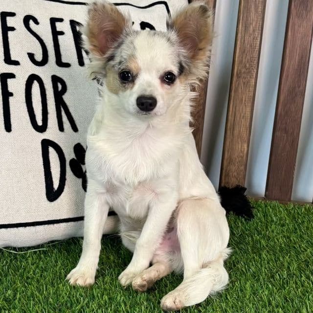 Luka - Chihuahua Male