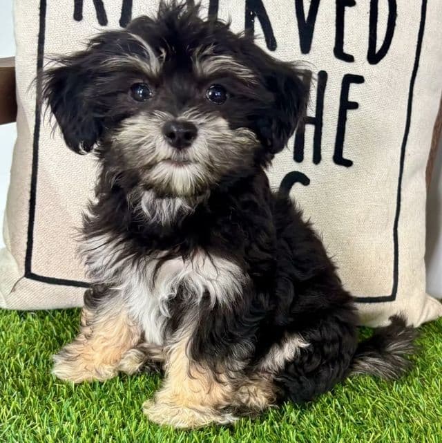 Hope - Havanese Female