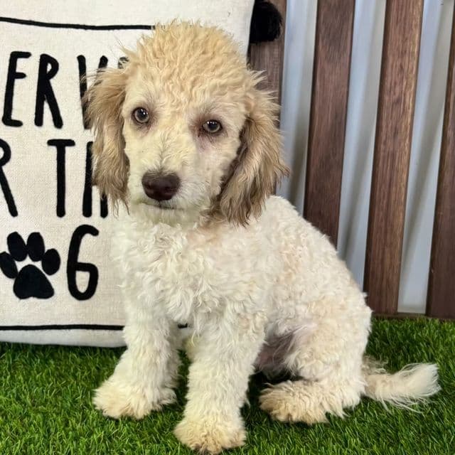 Ivan - Havapoo Male