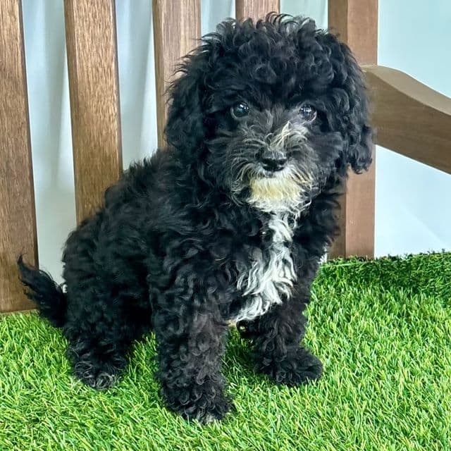 Iris - Havapoo Female